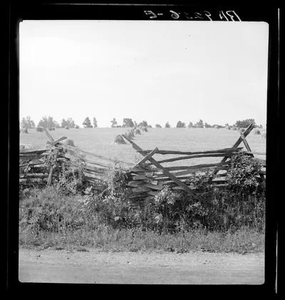 Photograph from Virginia: Virginia wheat field